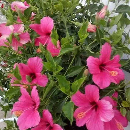 Hotel Mare Monte Chora