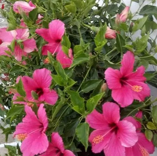 Otel Mare Monte Chora (Ios)